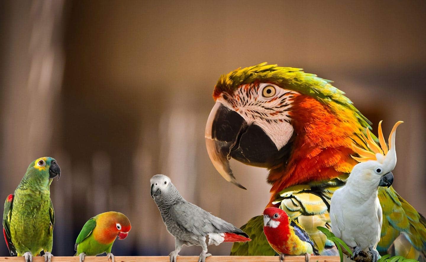 Parrot Food - Parakeet & Cockatiel Food - Cooks in 3-15 min w/Natural & Organic Grains, Legumes, Non-GMO Fruits, Vegetables & Healthy Spices