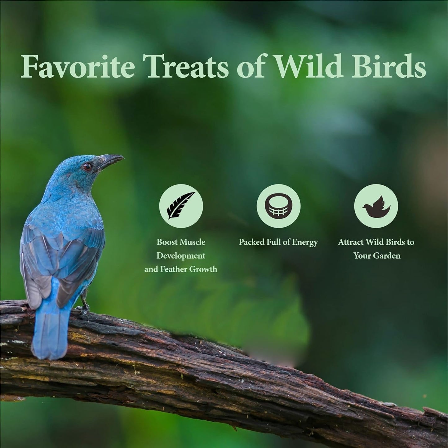 10LB Dried Mealworms, High Protein Meal Worms for Poultry, Wild Birds, Hedgehogs, Hamsters, Reptiles, Great Chicken Food, Bird Food