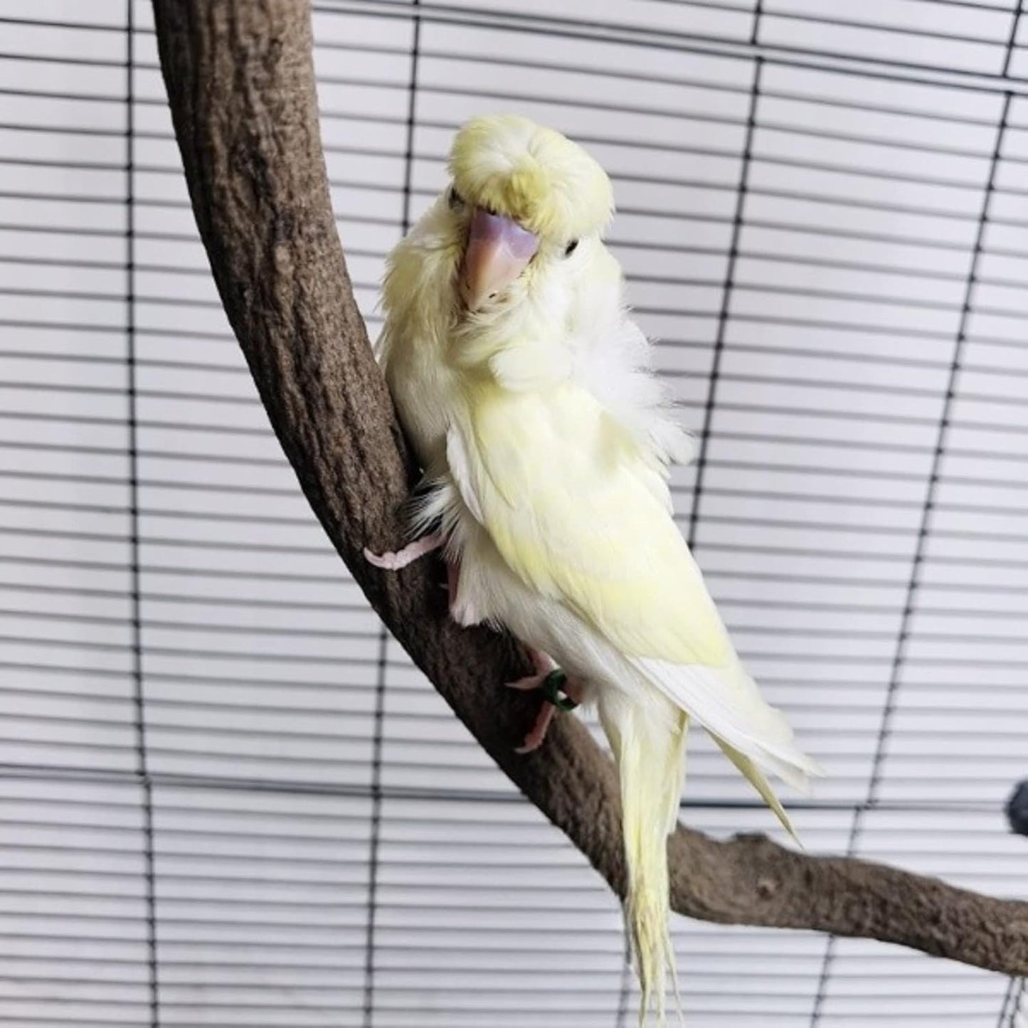 Parrot Perch Stand Bird Cage Stand Pole Natural Wild Grape Stick Grinding Paw Cage Accessories for Parakeet Cockatiels Budgies Conure Lovebirds Platform (S-Shaped)