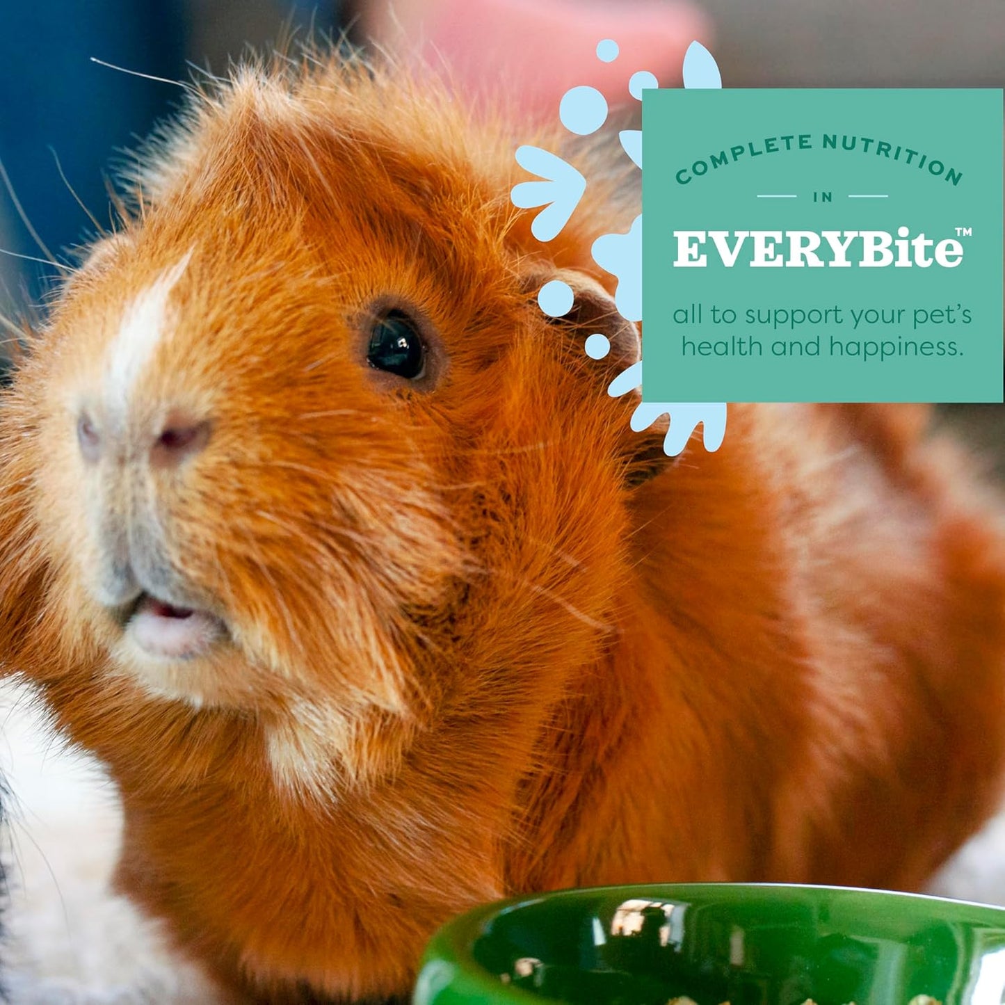 Oxbow Essentials Guinea Pig Food, Young, Made Alfalfa Hay for Guinea Pig, Pet Food Pellets with Vitamin C, Small Animal Pet Products, Made in USA, High Fiber, 10 lb. Bag