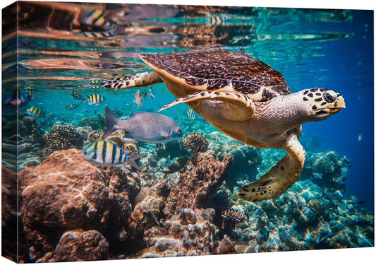 wall26 Canvas Print Wall Art Tropical Turtle Coral Reef Deep Sea Dive Nature Animals Photography Realism Rustic Scenic Landscape Wilderness Earth Colorful for Living Room, Bedroom, Office - 24"x36"