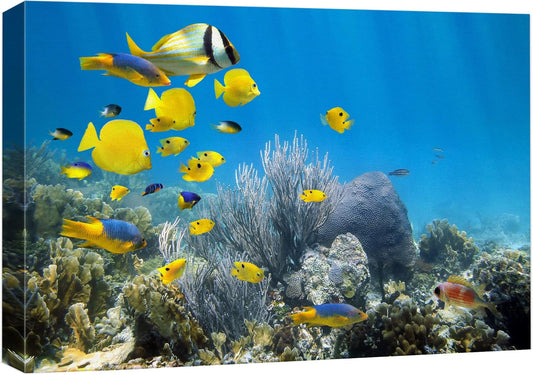 wall26 Canvas Print Wall Art Yellow School of Fish with Blue Coral Reef Nature Ocean Photography Realism Nautical Scenic Relax/Calm Multicolor Ultra for Living Room, Bedroom, Office - 24"x36"
