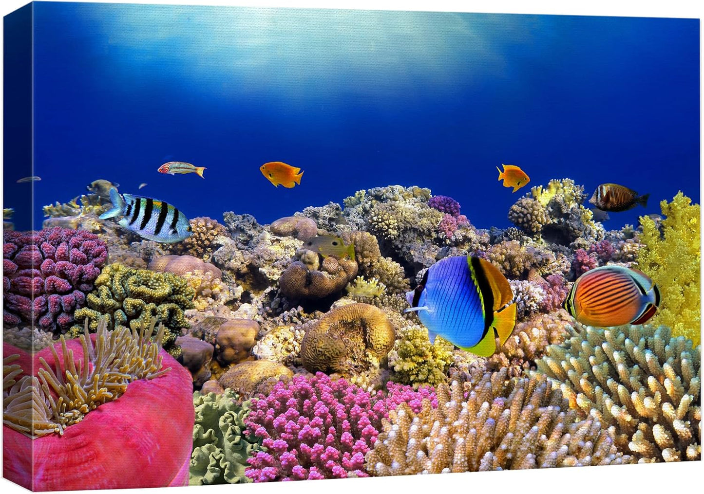 wall26 Canvas Print Wall Art Vibrant Coral Reef Anemone Fish Ecosystem Nature Animals Photography Realism Rustic Scenic Landscape Wilderness Earth Colorful for Living Room, Bedroom, Office - 32"x48"